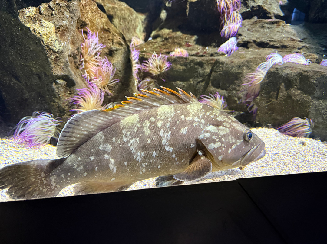热那亚水族馆-热那亚必去景点