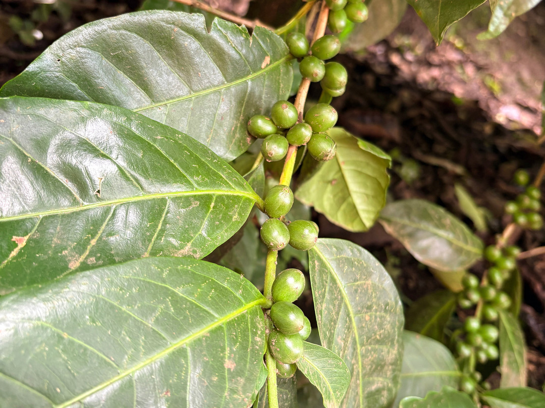Café Monteverde Coffee Tour-圣埃伦娜必去景点