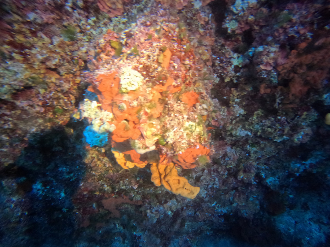 Lefkas Diving Centre-Nikiana必去景点