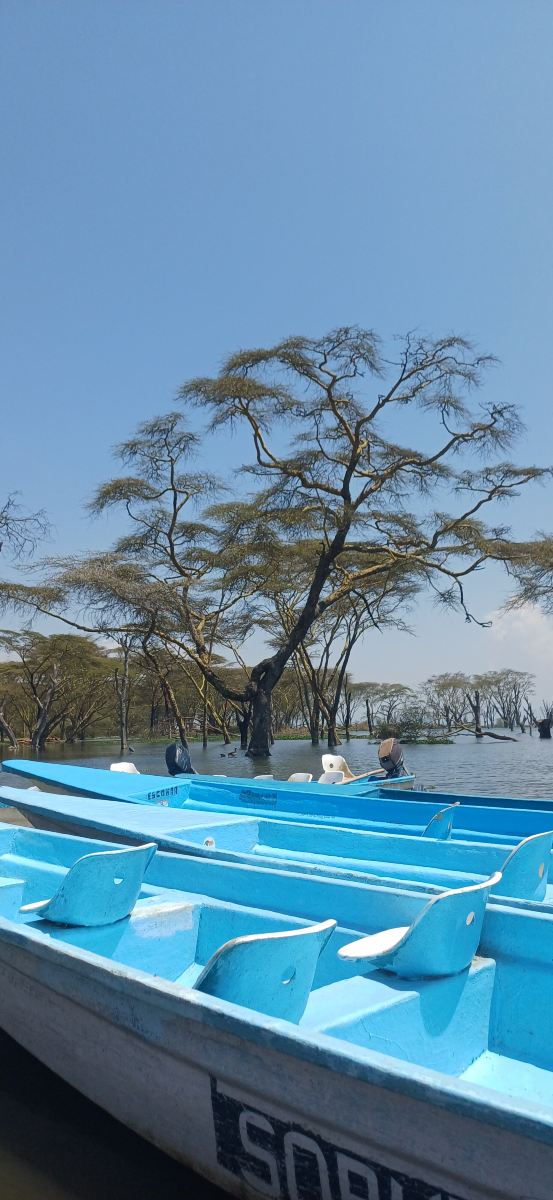奈瓦沙索帕湖狮子木屋旅馆-旅行者