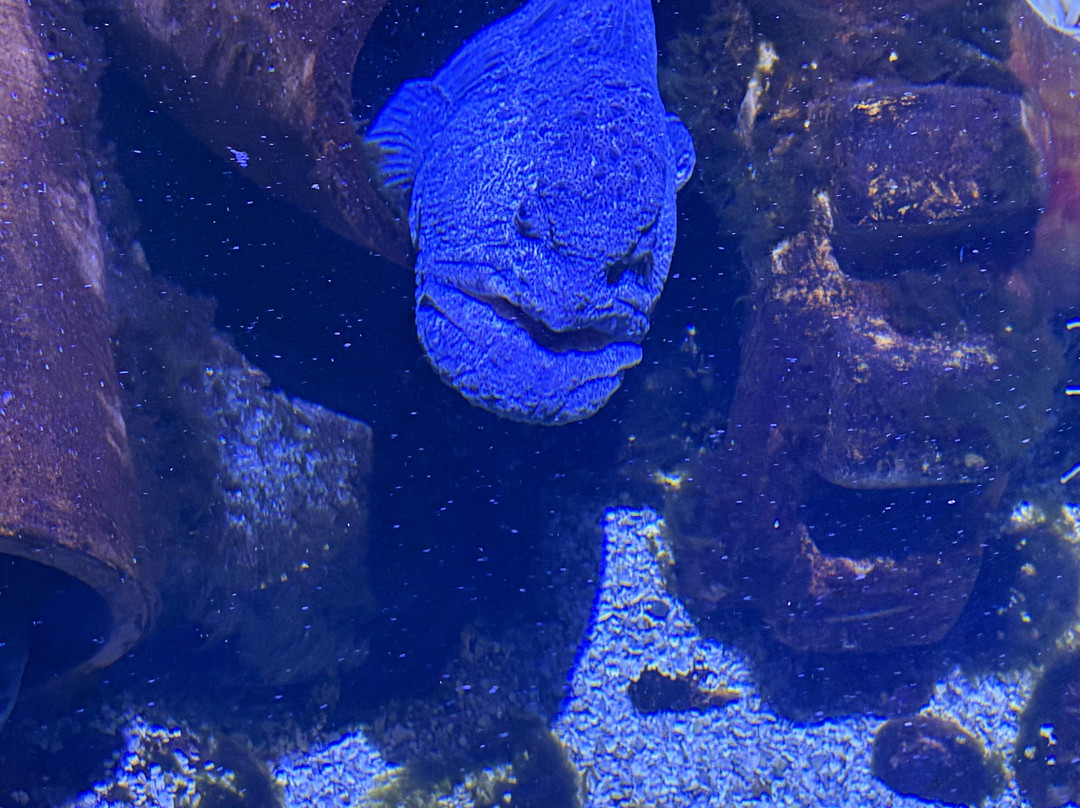 Sea Life Blankenberge-布朗肯堡必去景点