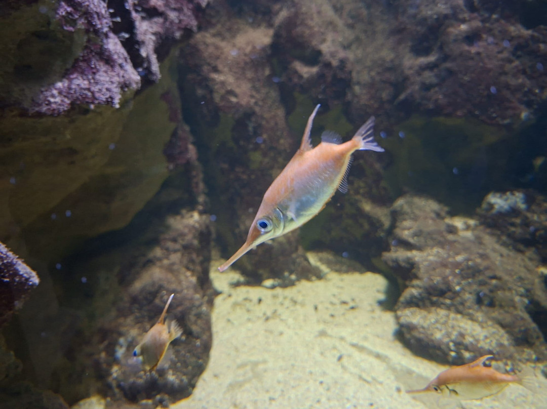 Aquarium de Biarritz-比亚里茨必去景点