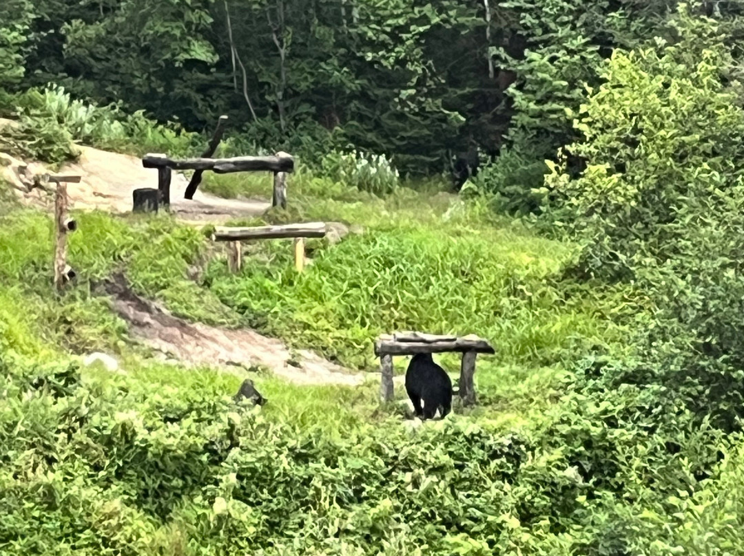Observation de l'Ours Noir-Sacré-Coeur-Saguenay必去景点