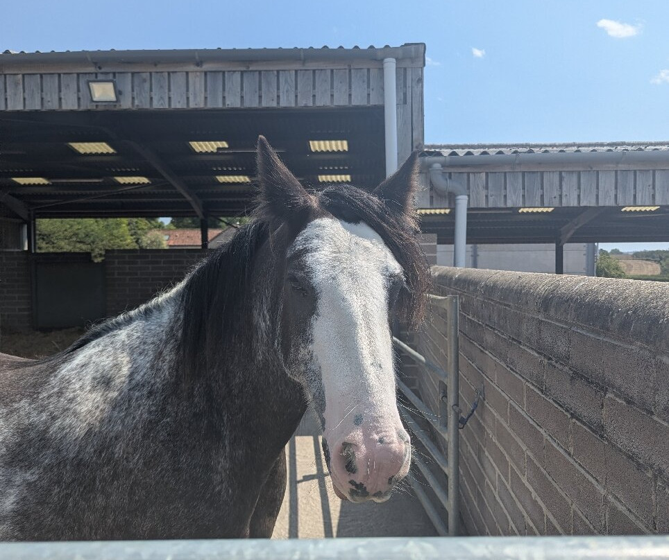 World Horse Welfare - Glenda Spooner Farm-Somerton必去景点
