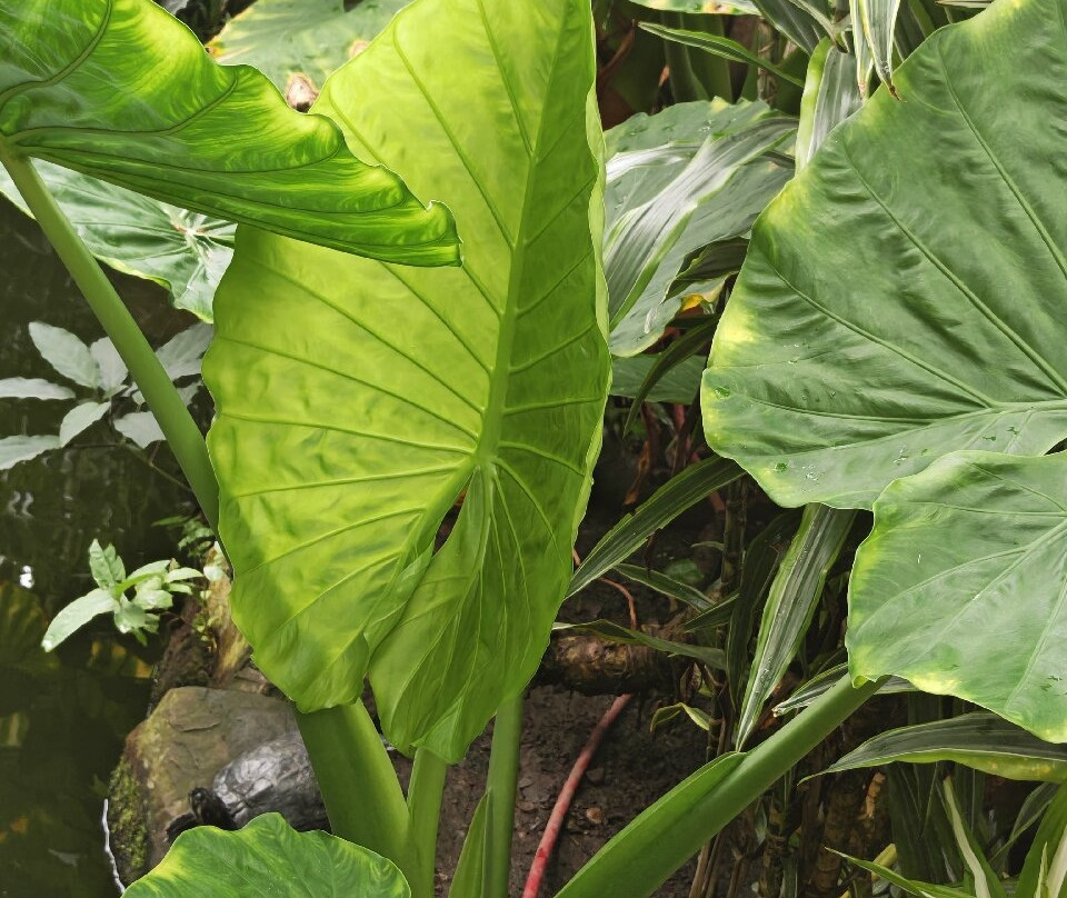 Manor Heath and Jungle Experience-哈里法克斯必去景点