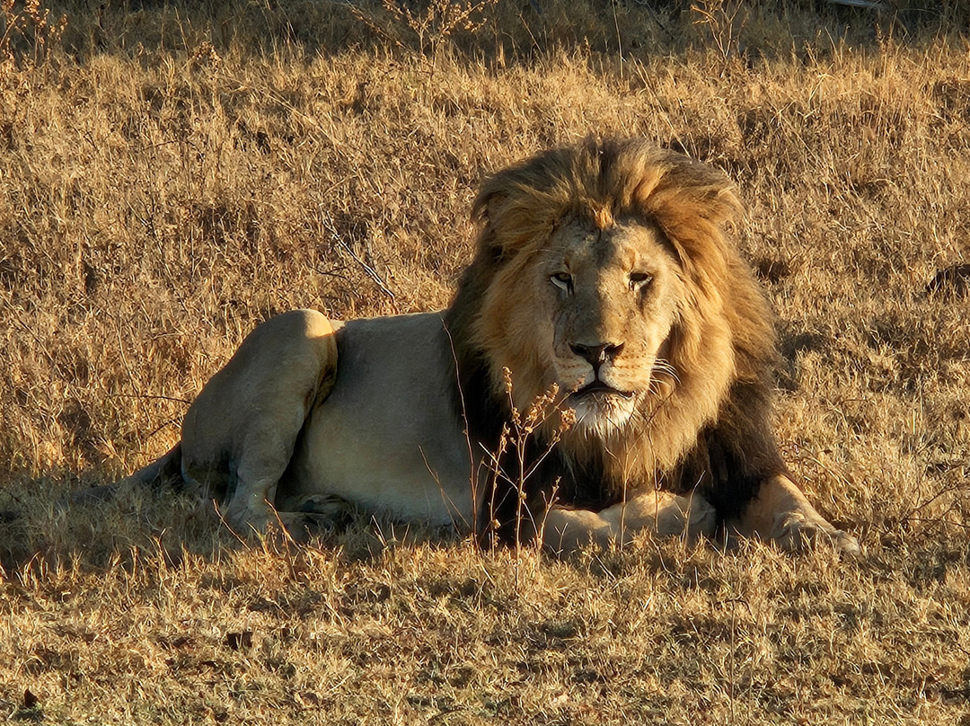 Rhino Africa Safaris-开普敦中心区必去景点