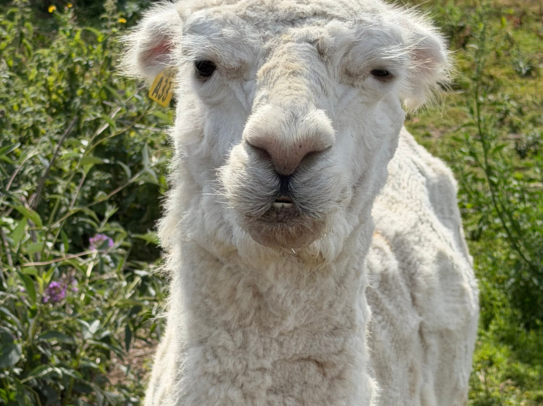 Dwyfor Ranch Rabbit Farm and Animal Park-Llanystumdwy必去景点
