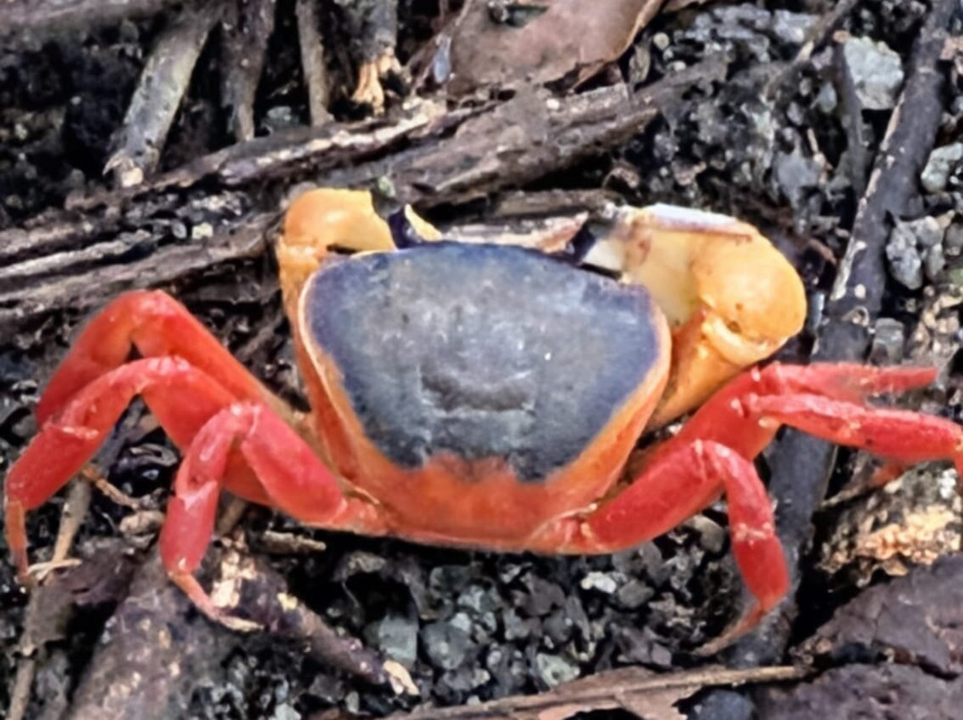 Manuel Antonio National Park-哥斯达黎加安东尼奥国家公园必去景点
