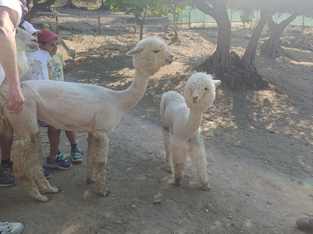 Basilicata Alpaca-Acerenza必去景点