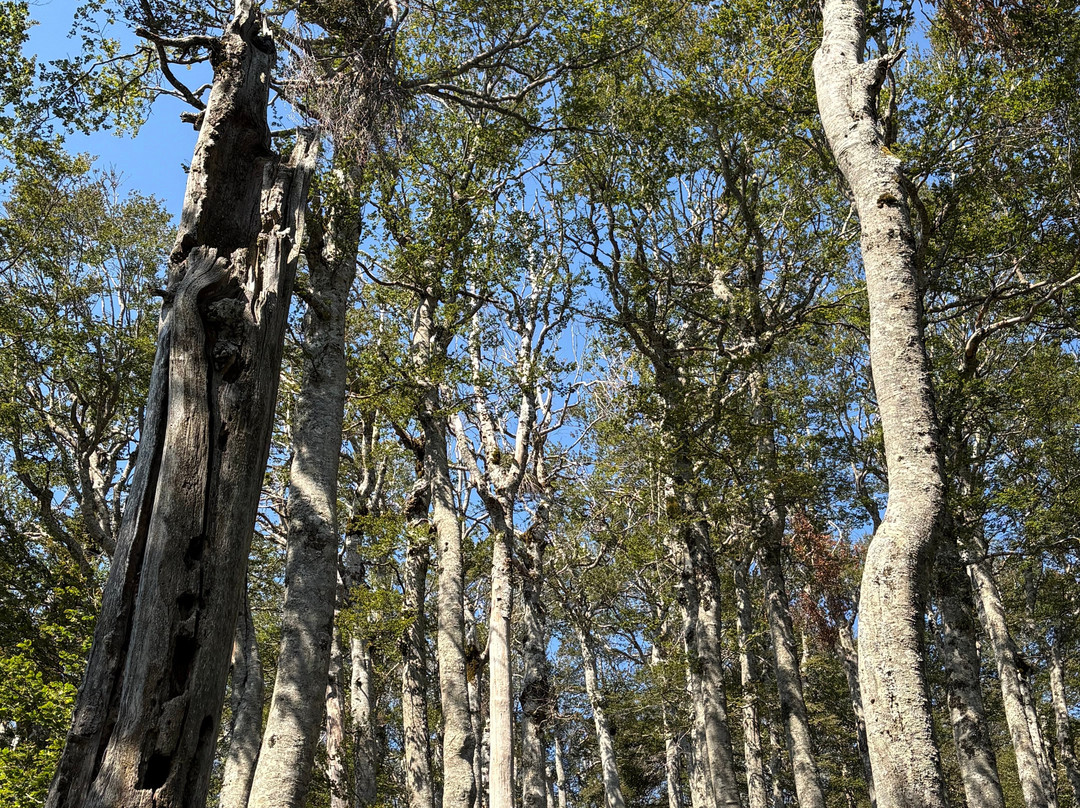 Pollino UNESCO Global Geopark-Rotonda必去景点