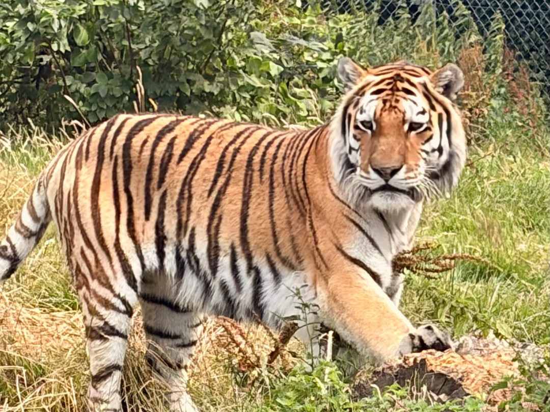 Dartmoor Zoological Society-Sparkwell必去景点