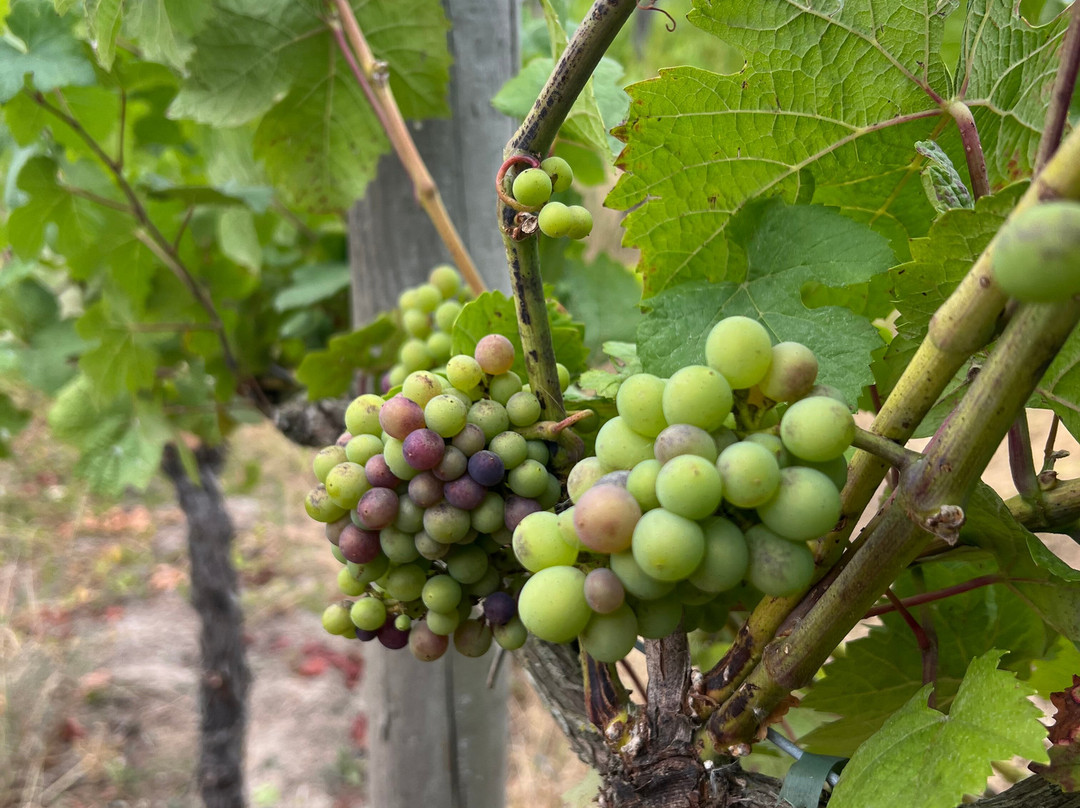 Valley Farm Vineyards-Wissett必去景点