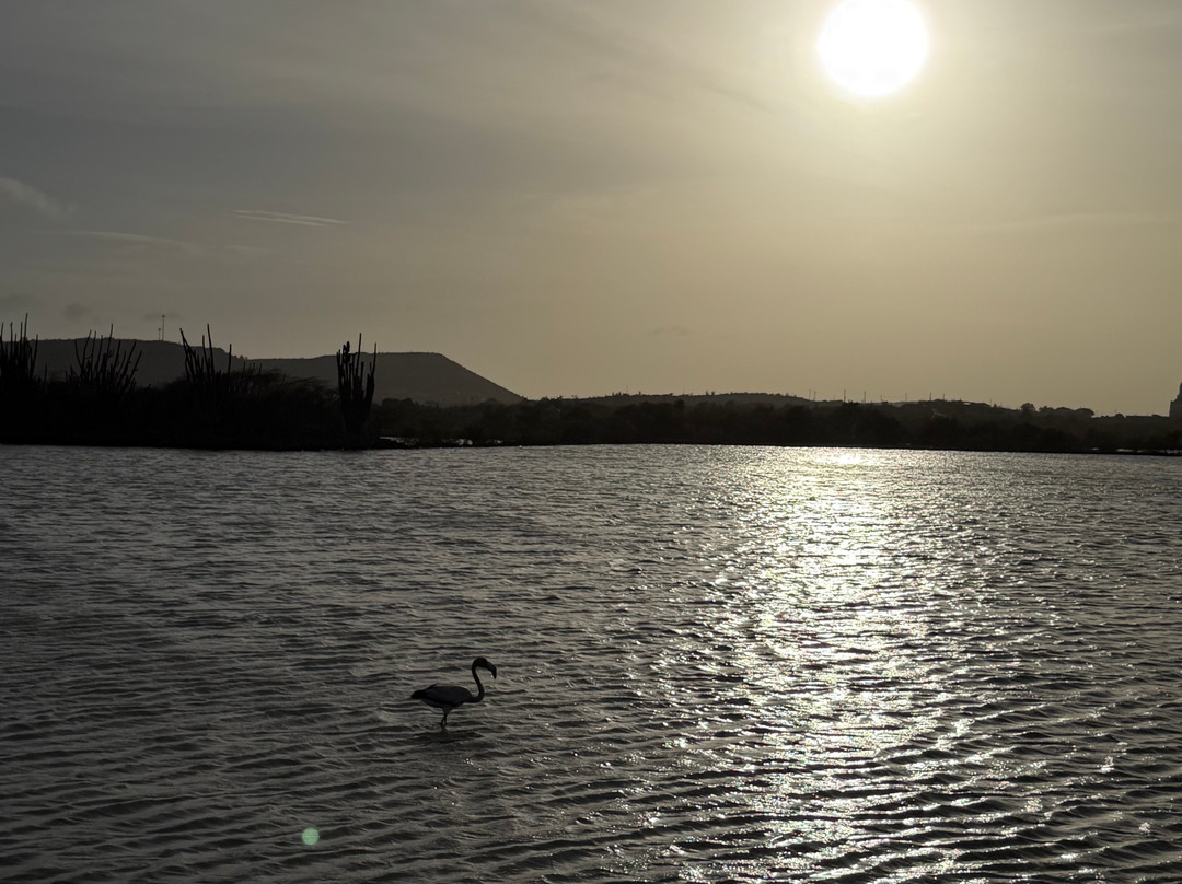 Flamingo Sanctuary Sint Willibrordus-Sint Willibrordus必去景点