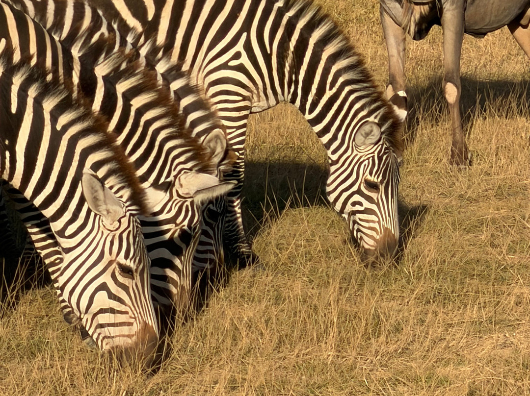 Dida Tours and Safaris-山祖必去景点