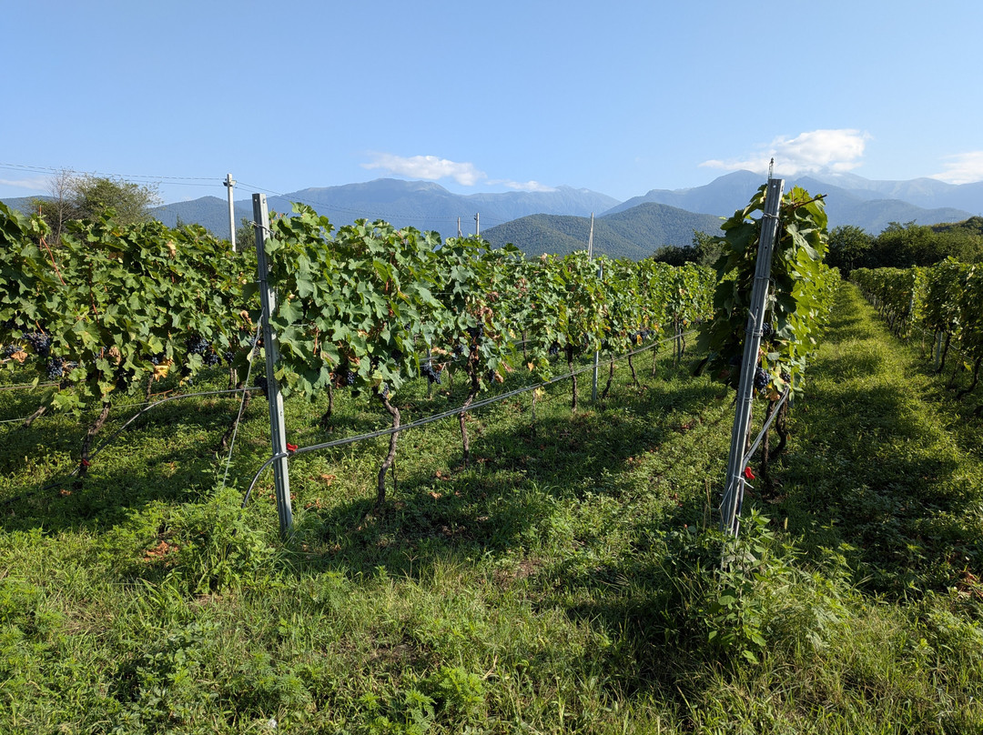 Chubini Wine Cellar-Shilda必去景点