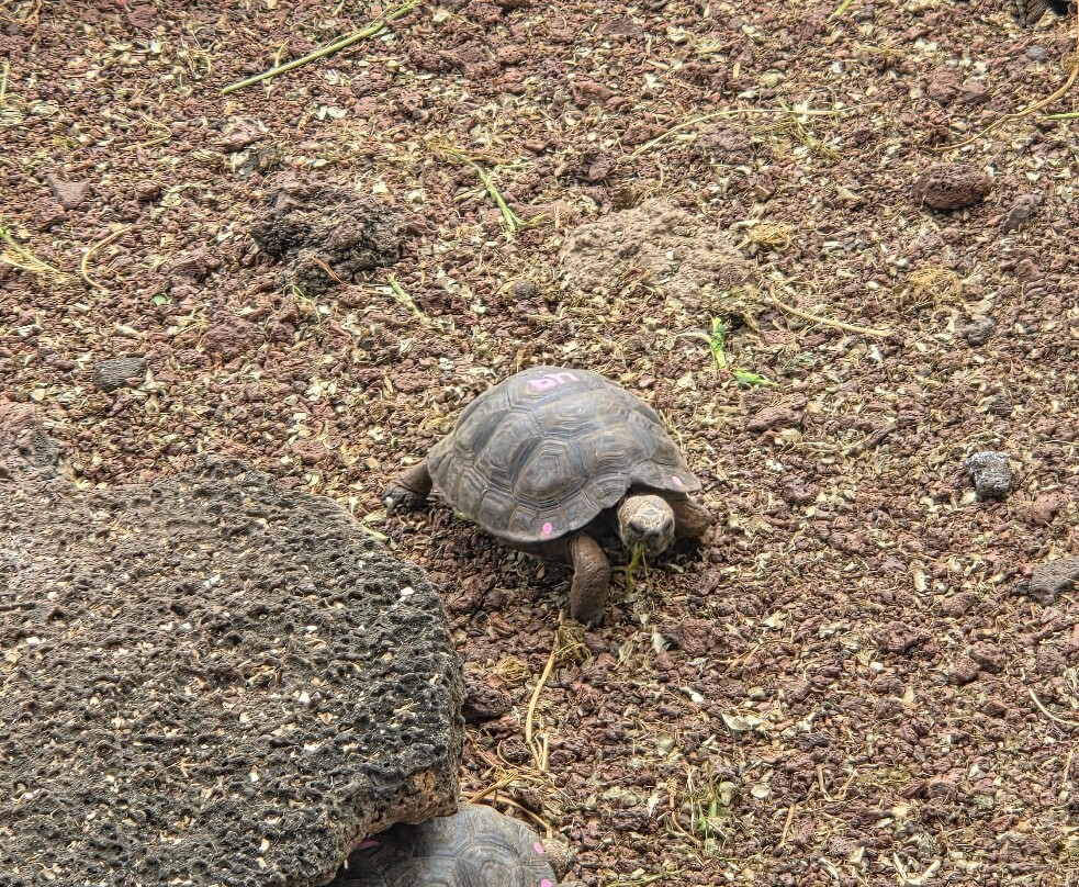 Charles Darwin Research Station-阿约拉港必去景点