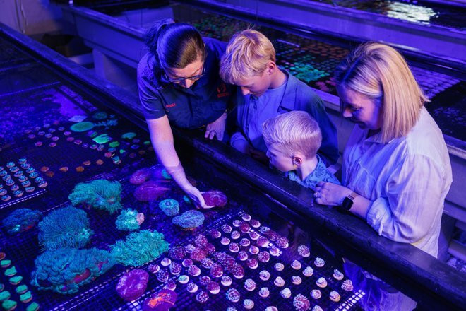 Monsoon Aquatics Coral Farm Tours-Burnett Heads必去景点