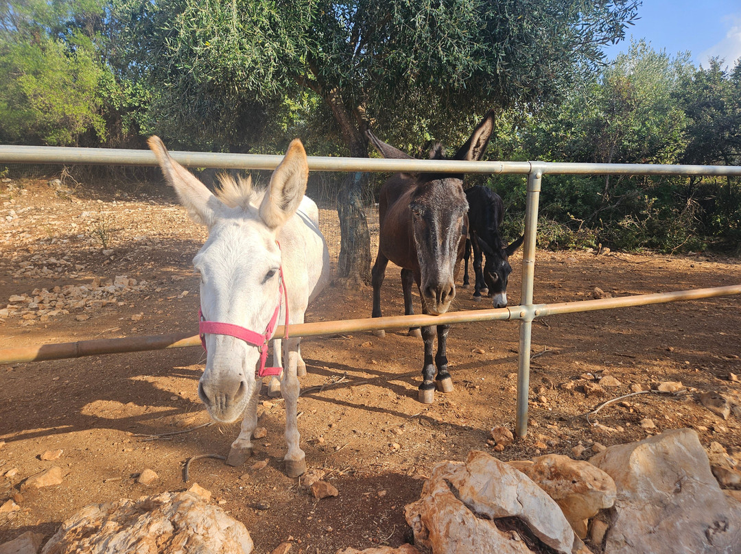 Donkey Trekking Kefalonia-萨米必去景点
