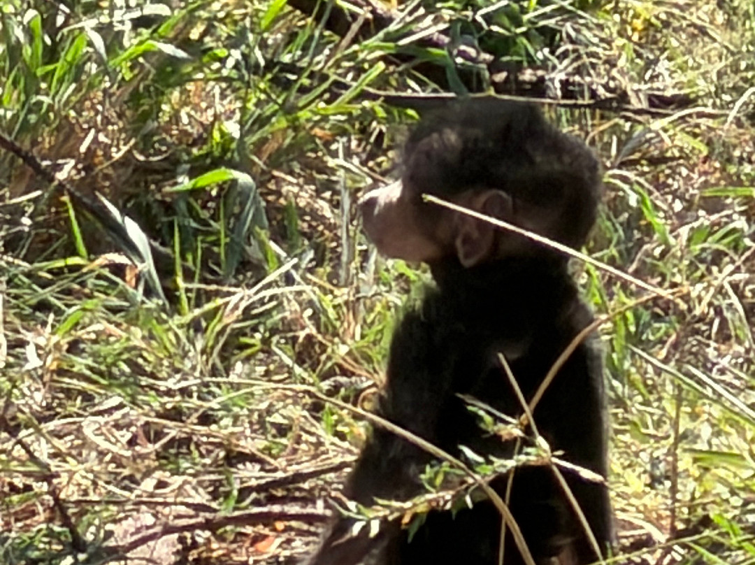 Regal African Safaris-Usa River必去景点