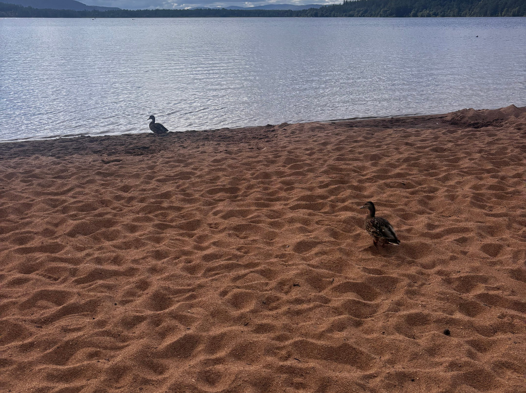 Loch Morlich-阿维莫尔必去景点