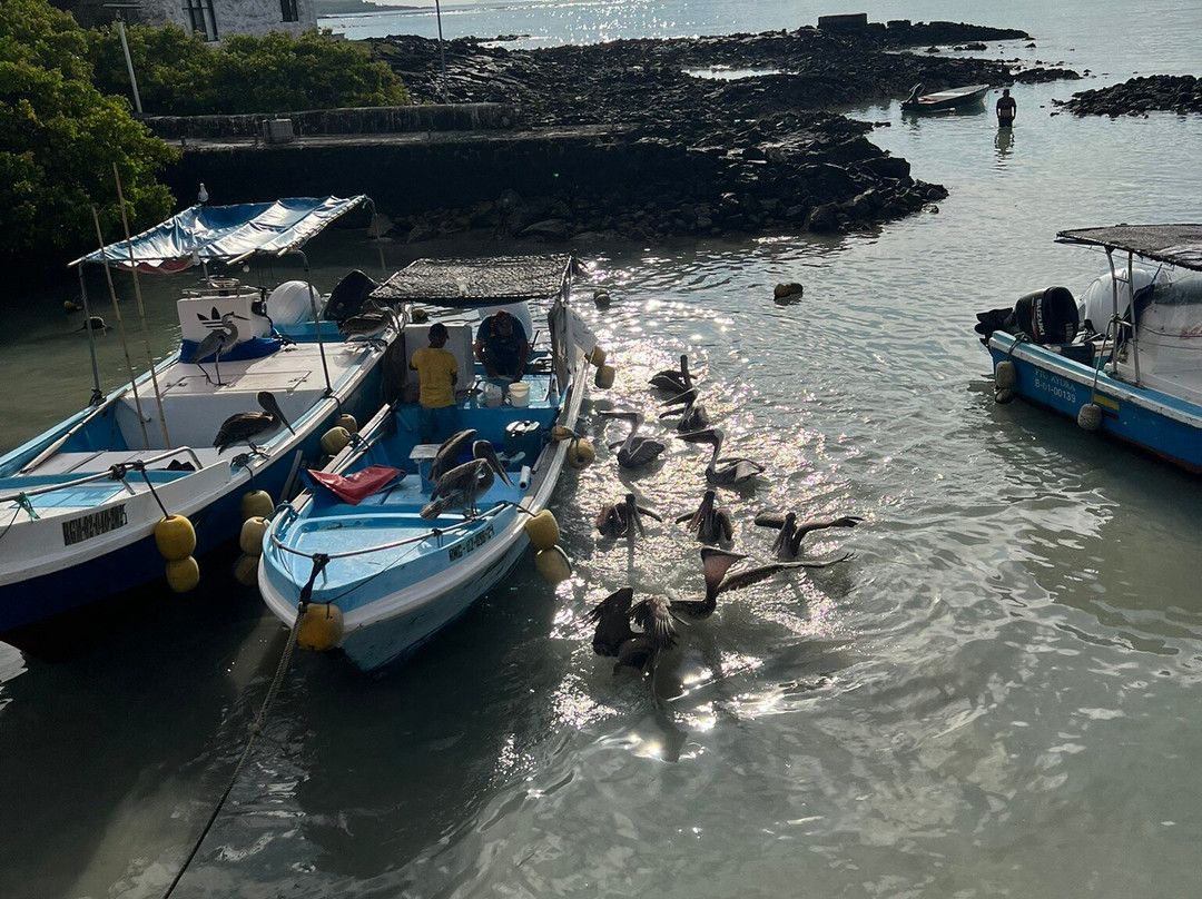 Santa Cruz Fish Market-阿约拉港必去景点