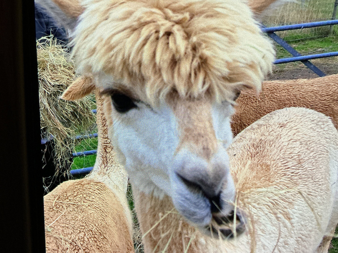 Reservoir Alpacas-Chard必去景点