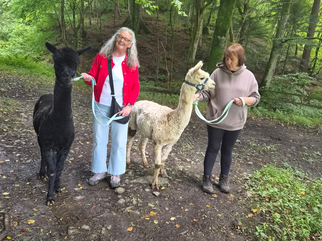 Hebbs Alpacas-Canonbie必去景点