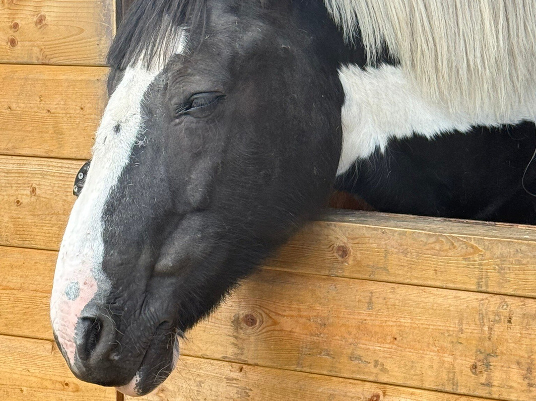 Loch Lomond Pony Trekking-Balloch必去景点