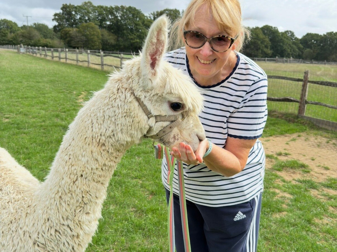 Alpaca Walking - With Spring Farm Alpacas-Fletching必去景点