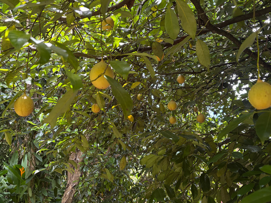 De La Grenade Nutmeg Garden-St. George's必去景点
