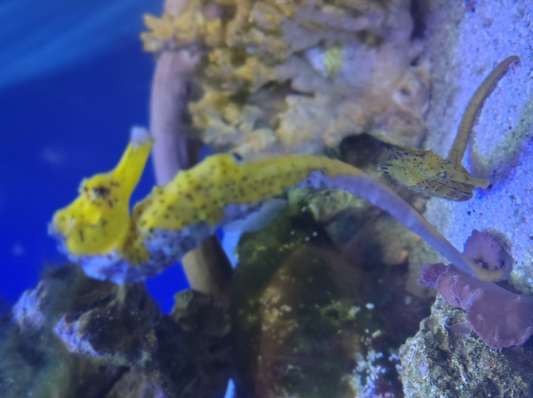 Ubatuba Aquarium-乌巴图巴必去景点