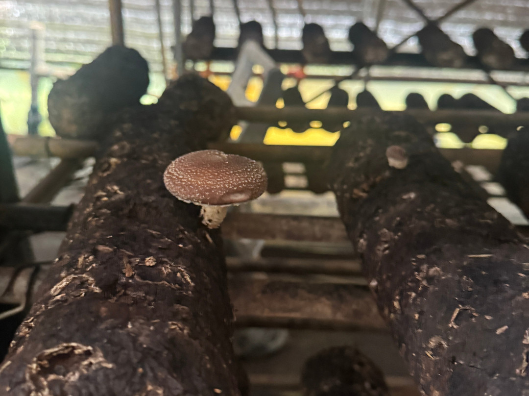 Ellijay Mushrooms - Farm Store-Ellijay必去景点