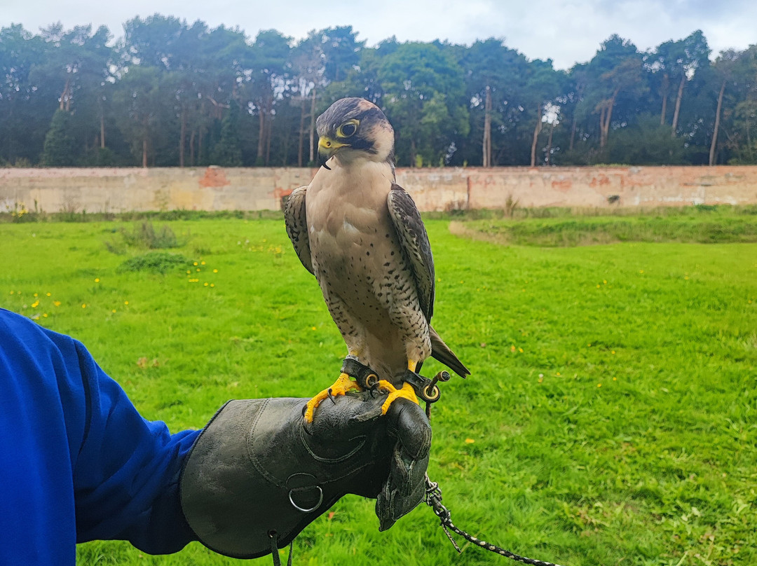 Bird of Prey Experiences - Hawkeye Falconry UK-Thoresby必去景点