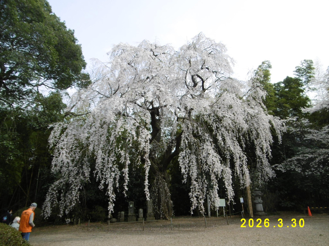 The weeping cherry tree at Tanomoshi Yakushido Temple-板仓町必去景点