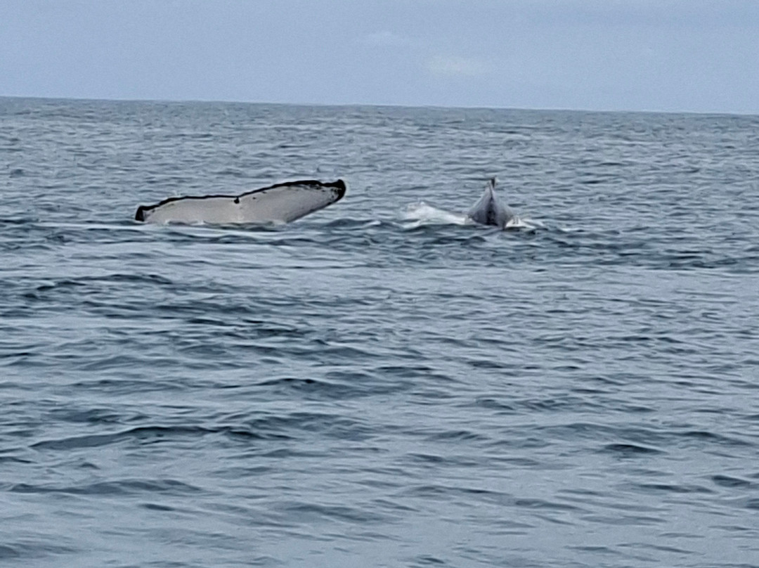 Whales Sunshine Coast-Buddina必去景点