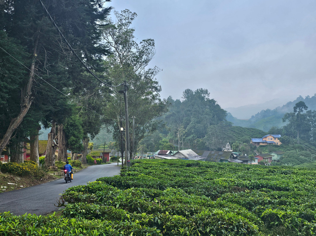 Boh's Tea Centre-金马仑高原必去景点