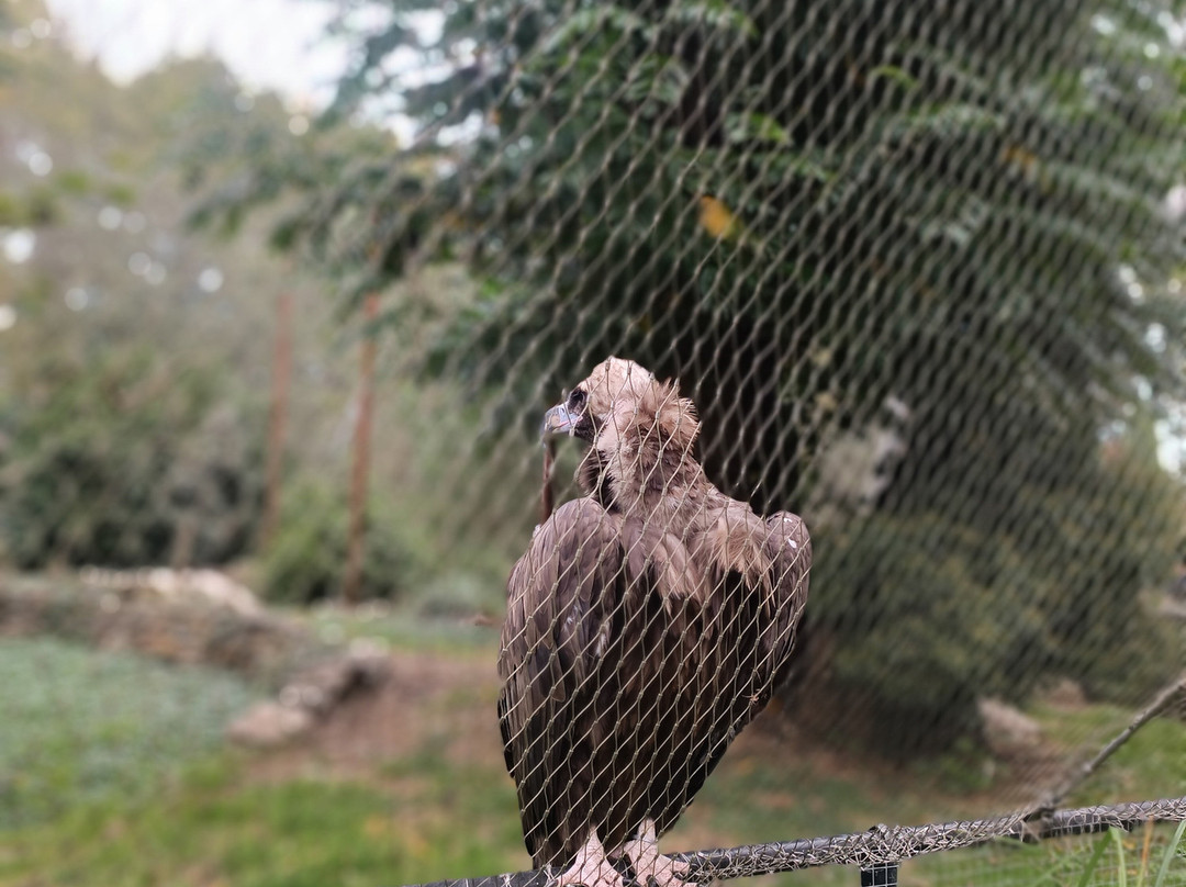 Zoo Planckendael-梅赫伦必去景点
