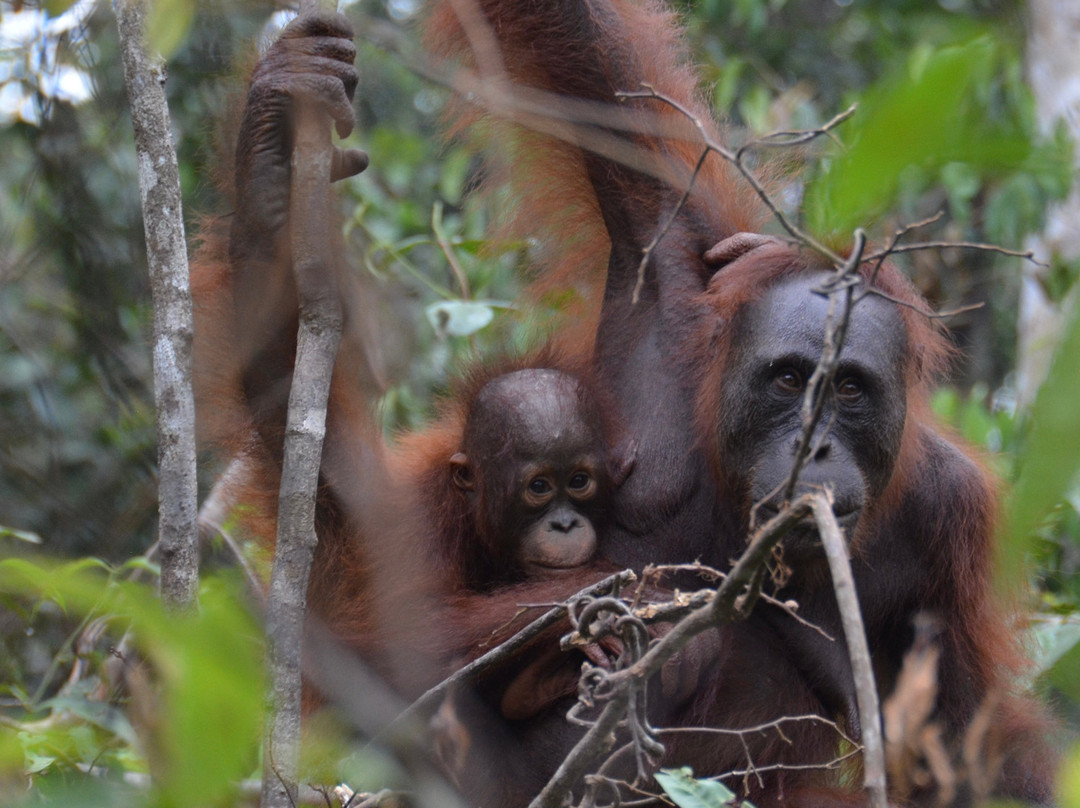Orangutan Houseboat Tour-Kumai必去景点