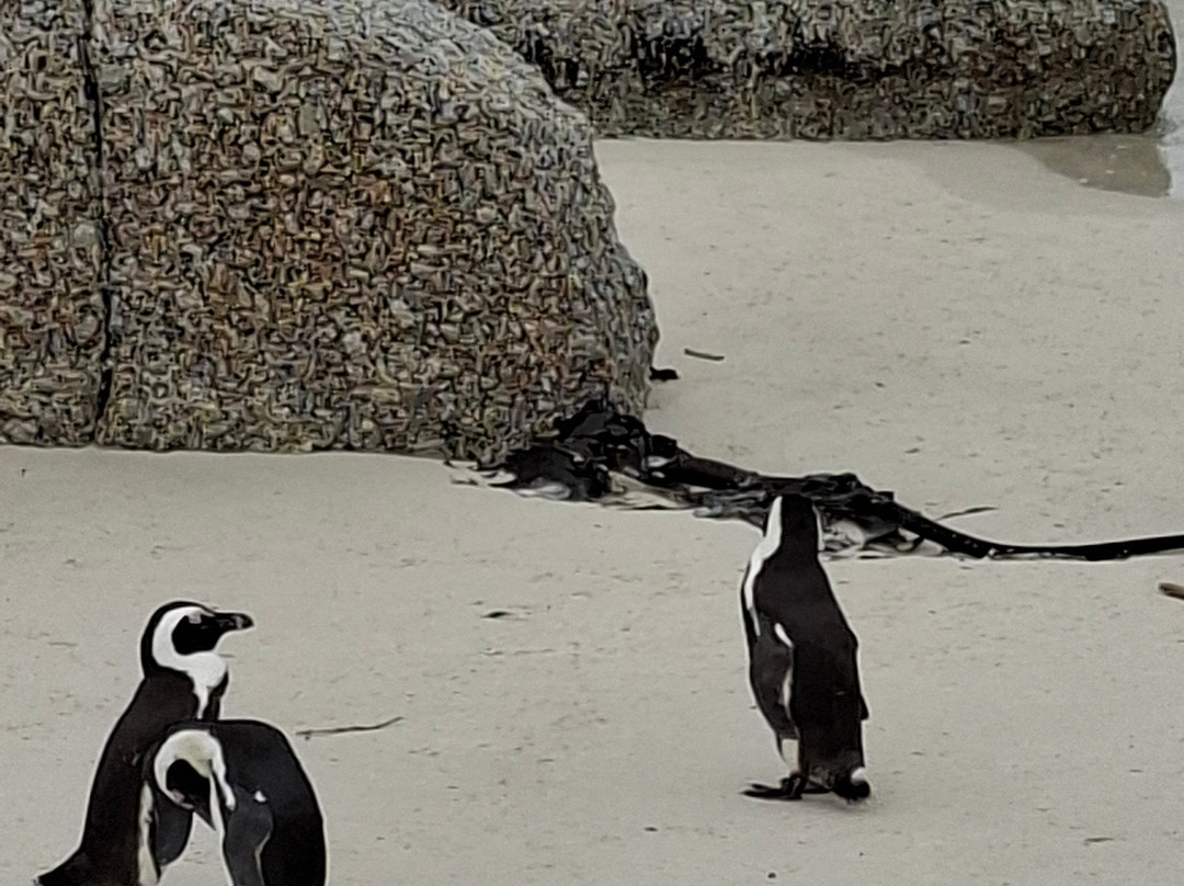 Boulders Beach Penguin Colony-西门镇必去景点