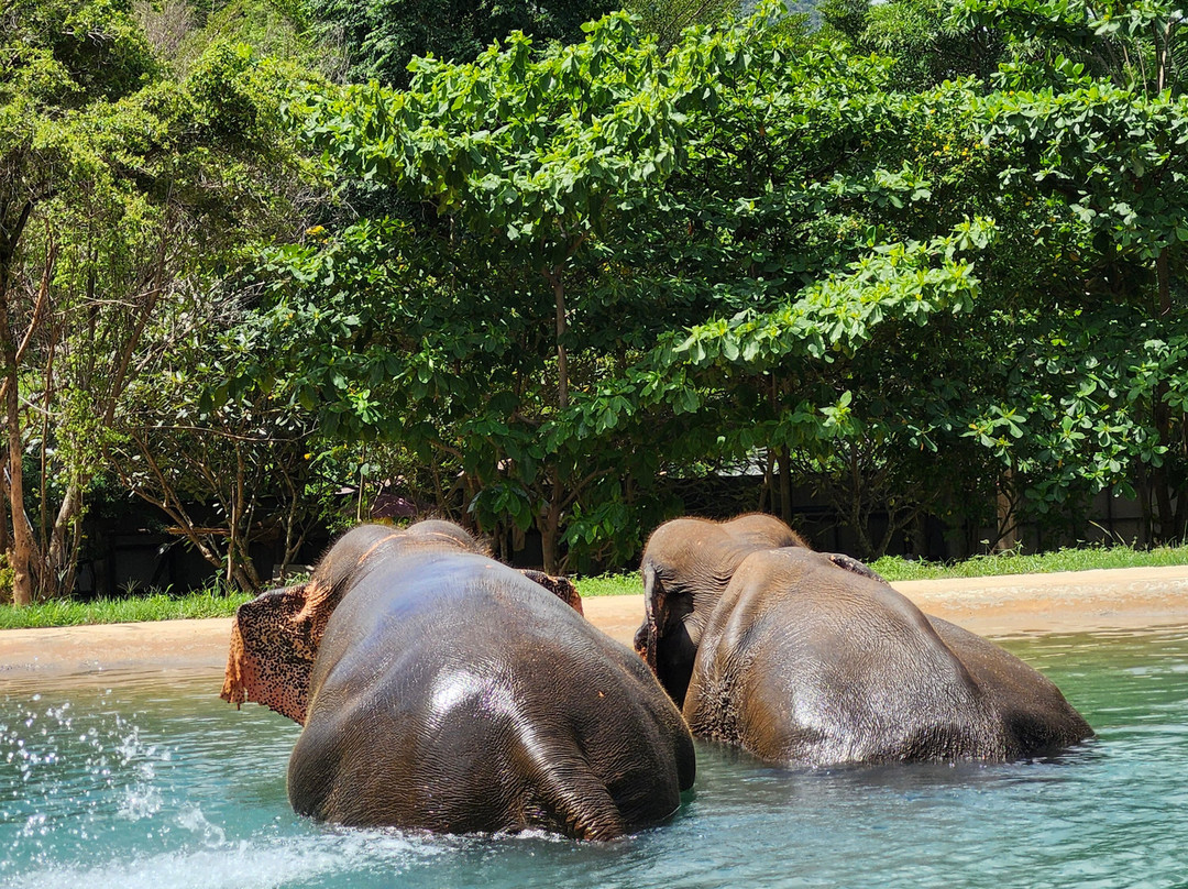 Samui Elephant Sanctuary-波普特必去景点