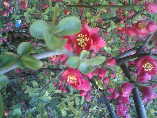 淄博蒲松龄故居-淄博市必去景点