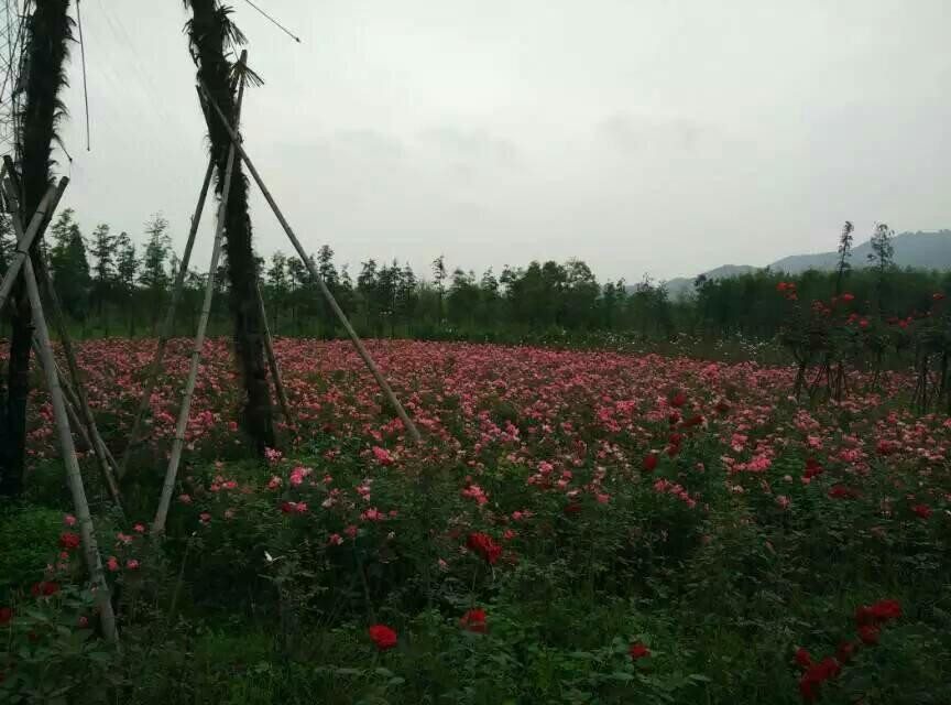 白塔湖国家湿地公园景点图片