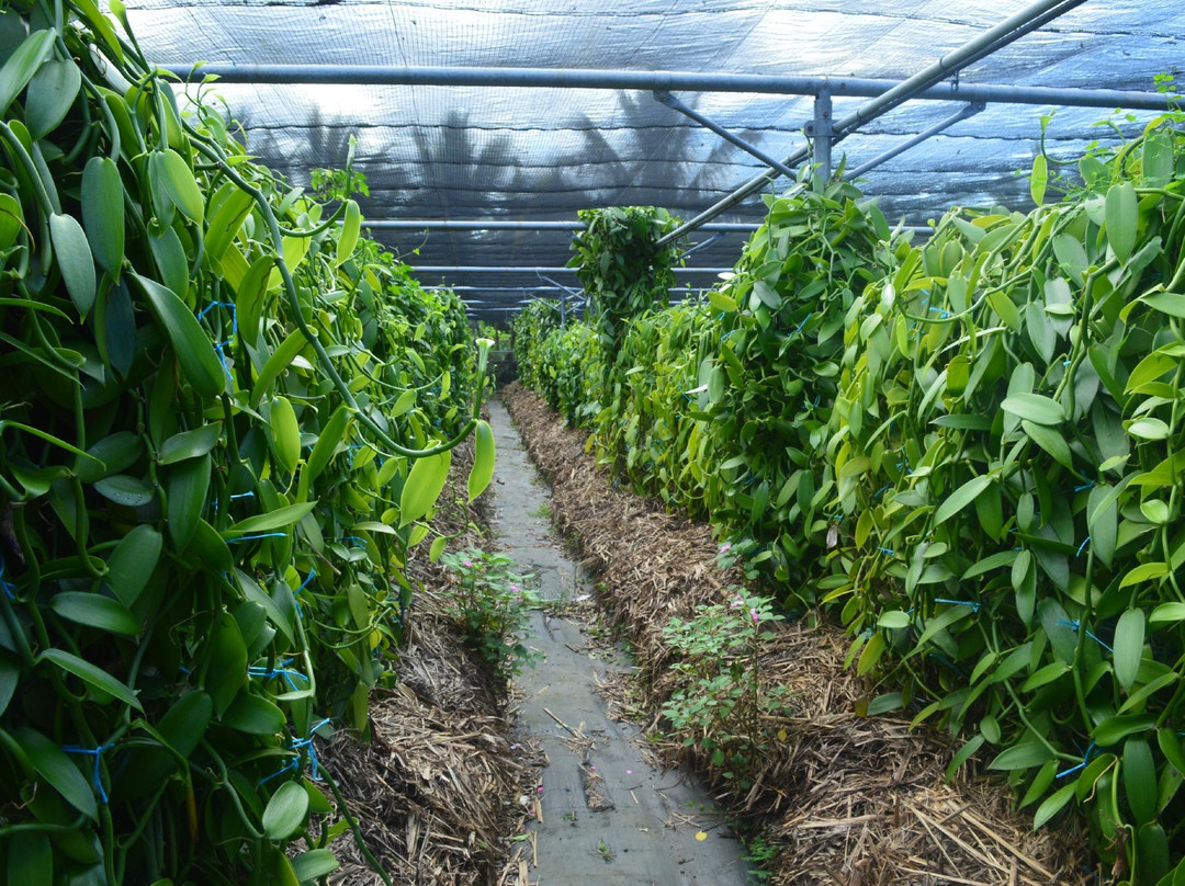Plantation Vanille Rouloff景点图片