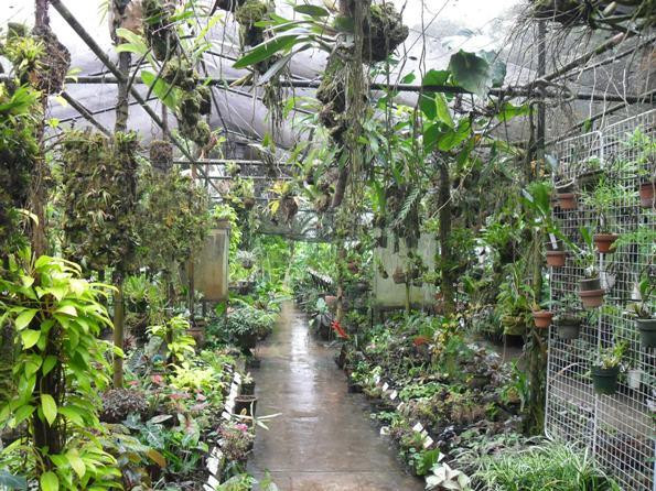 Agro Oriente Viveros