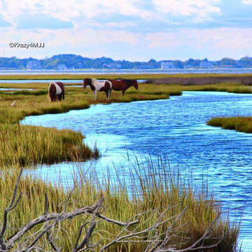 Assateague Tours