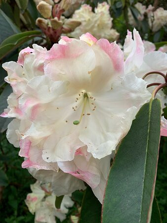 Glendoick Gardens-Glencarse必去景点