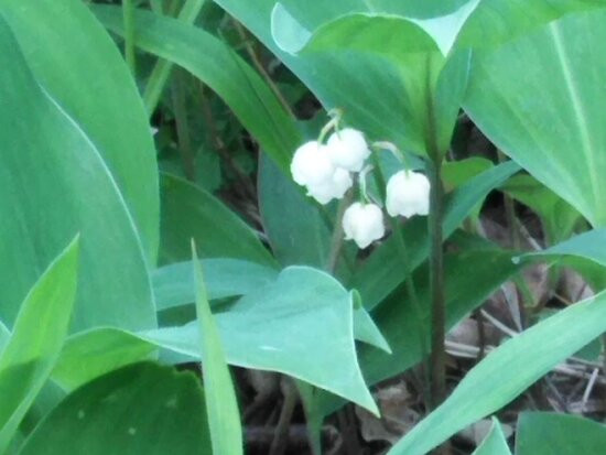 Ahikwacho Colony of a Lily of the Valley景点图片