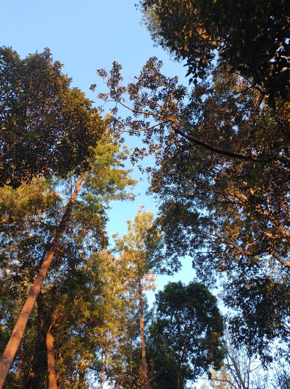 Nature Nirvana-portrait