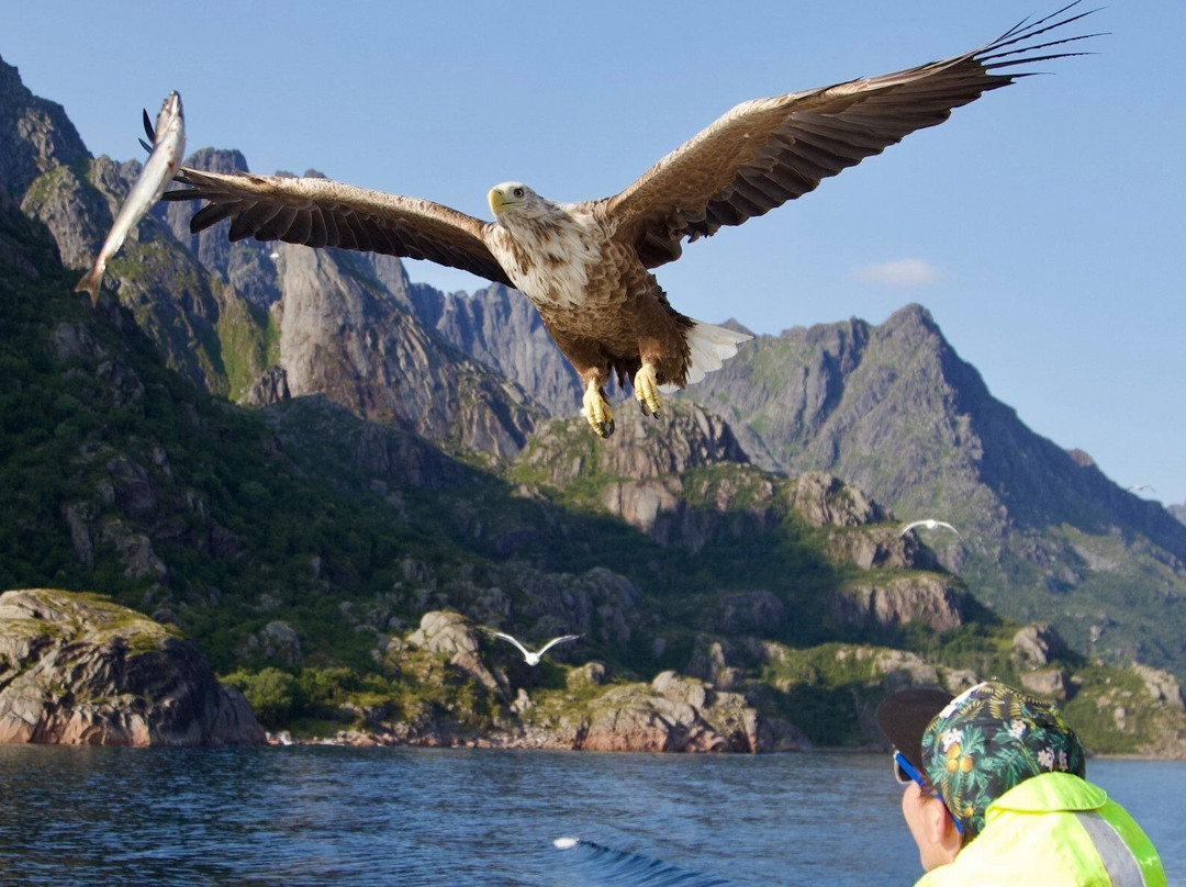 Trollfjord Cruise & Sea Eagle Safari景点图片