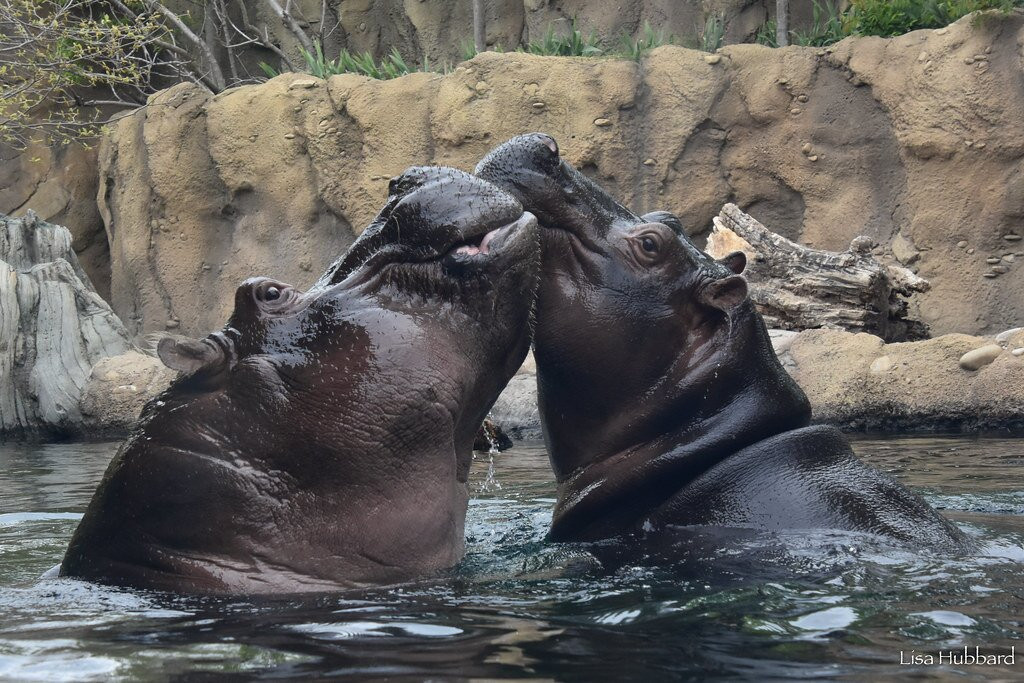 Cincinnati Zoo & Botanical Garden景点图片